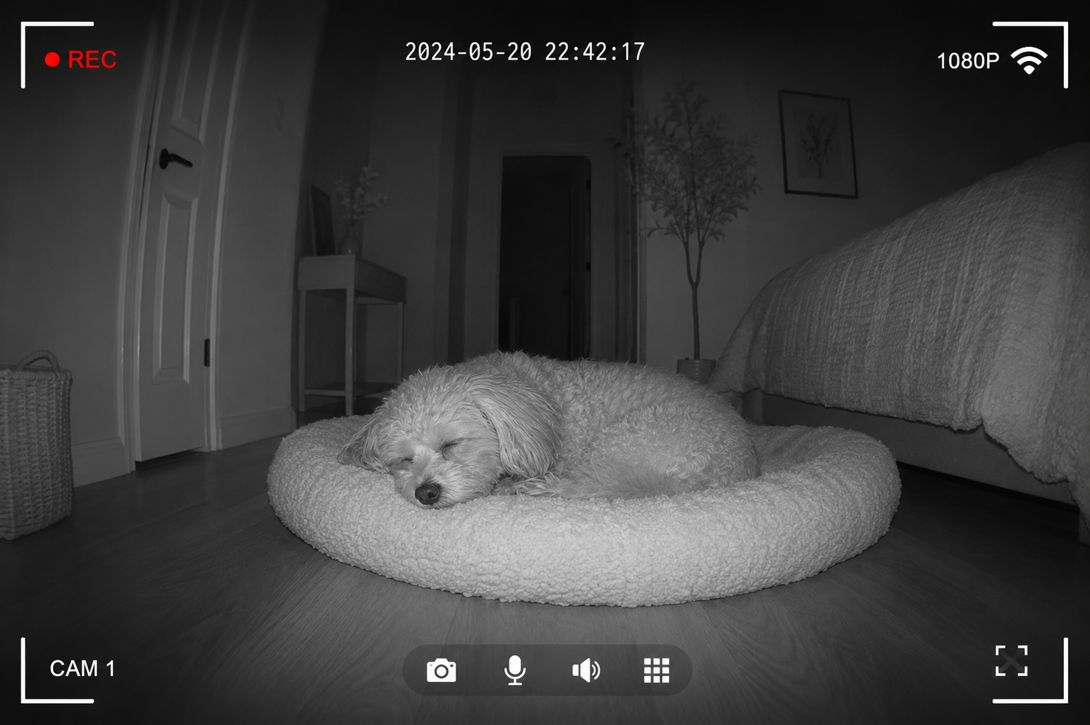 Perro visto a través de una cámara mientras está solo en casa, ilustrando cómo grabar su comportamiento real.